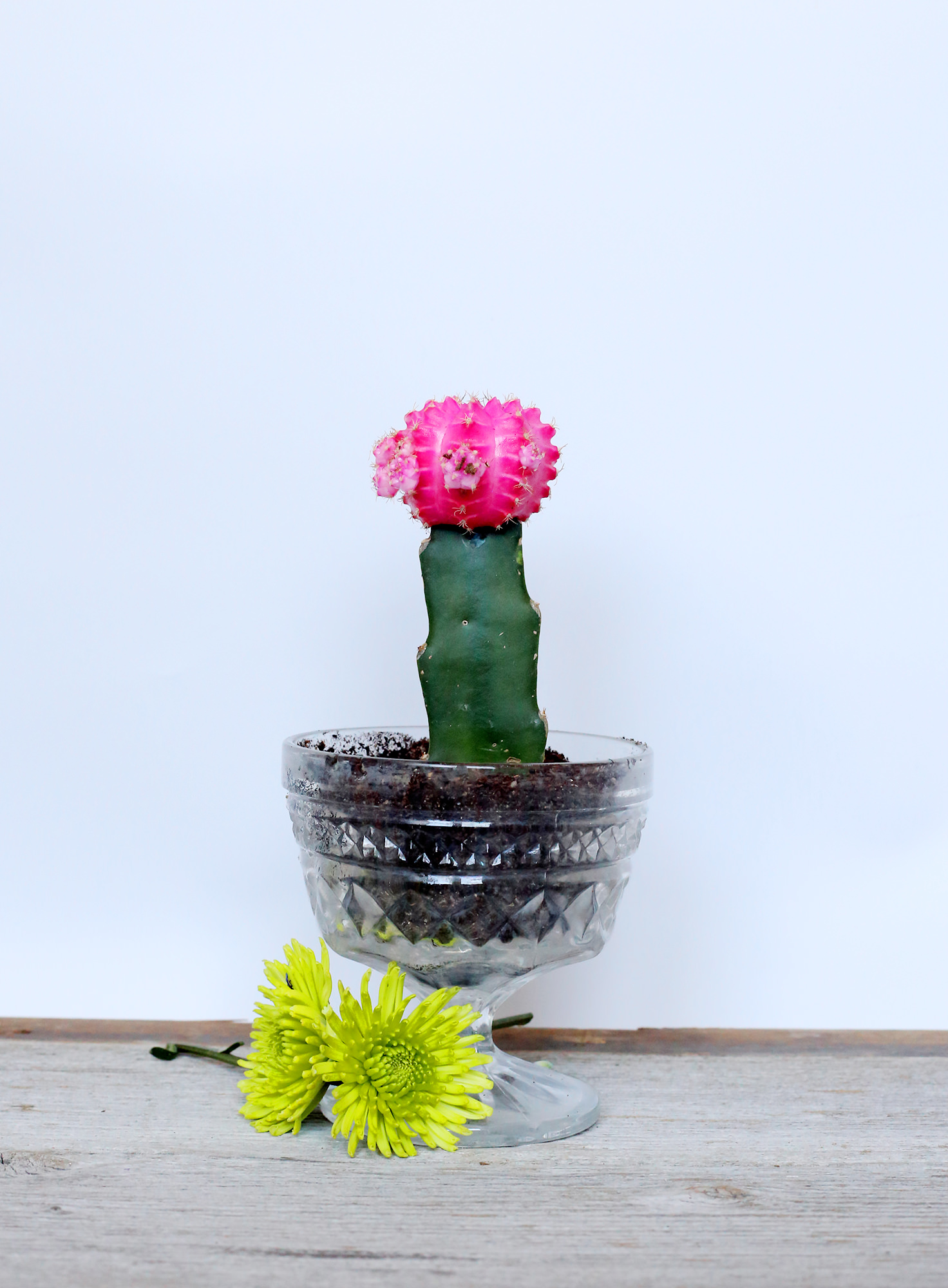 A classic glass dessert dish can be even sweeter as a succulent planter! A hot pink cactus keeps it unique and quirky!