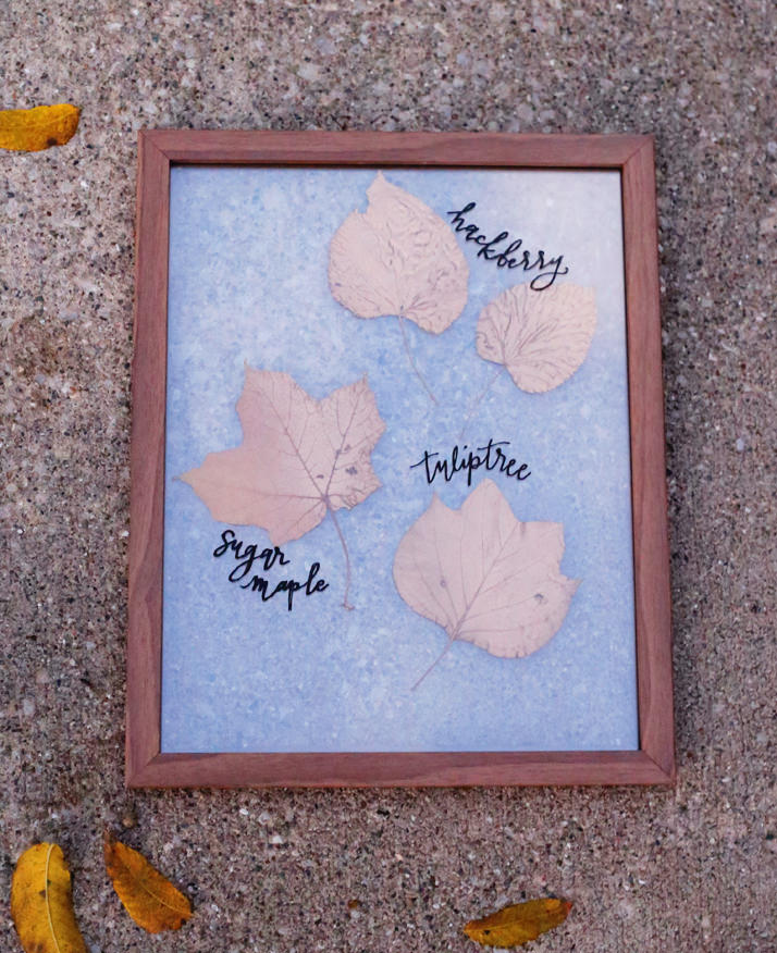 Frame beautiful leaves from your backyard to showcase Fall's finest! More on Lily & Val Living!