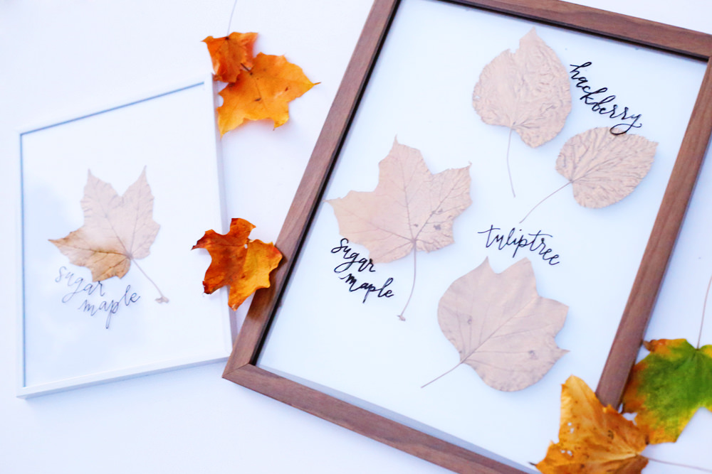Turn nature into art! Head over to Lily & Val Living to get a closer look at this DIY framed leaf tutorial!