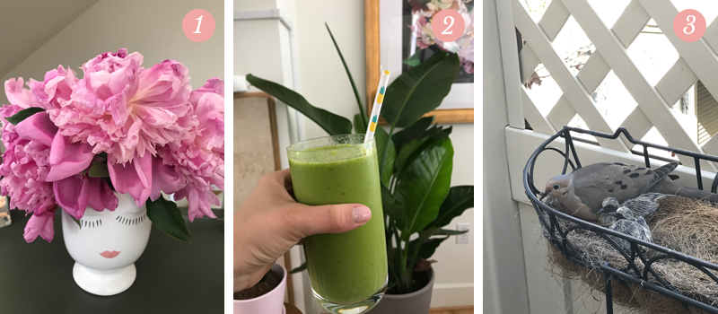 Lily & Val Presents: Pretty Ordinary Friday #56 presents pink peonies, green smoothies, a family of pigeons