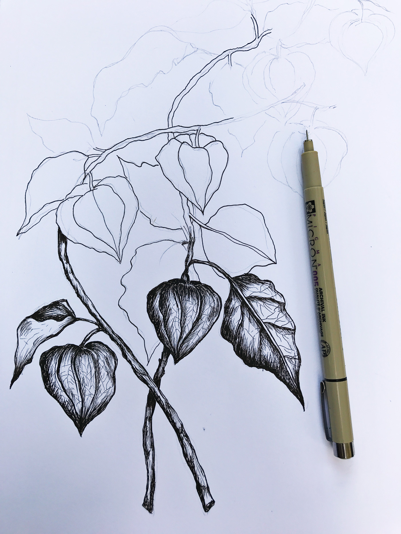 Chinese Lantern Botanical Drawing as part of the Lily & Val Fall Collection