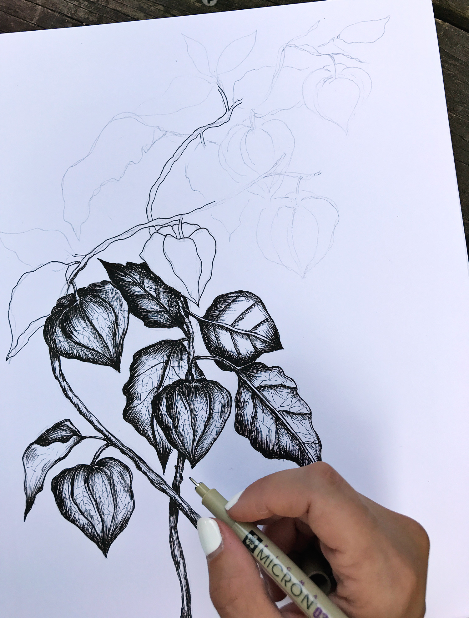 In process sketch of a black and white botanical drawing of chinese lanterns