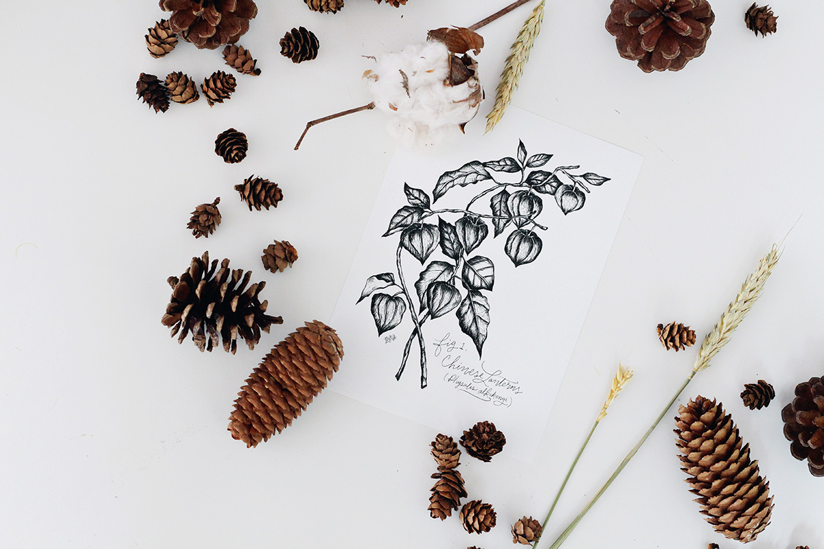 hand-drawn botanicals are featured in this year's L&V Fall Collection. Pen and ink botanical drawing