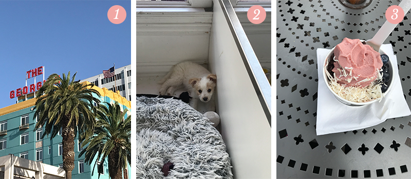 Lily & Val Presents: Pretty Ordinary Friday #88 with blue California skies, Vanderpump puppies and healthy ice cream