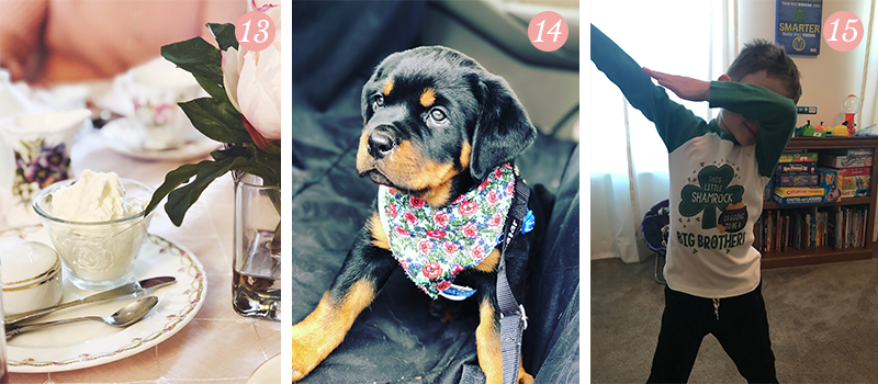Lily & Val Presents: Pretty Ordinary Friday #103 with tea time, new Rottweiler puppies and baby #2 announcements